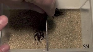 First rule of cricket fight club is run away when your neurons release nitric oxide. Read the full story: http://ow.ly/Kj5Uc Credit: Video by Paul Stevenson and Jan Rillich; boxing bell sound effect by Benbocan/FreeSound. | Science News Magazine