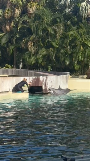 48K views · 1.5K reactions | Dolphins interact with each other using various sounds, such as specific clicks, squeaks, and high-pitched noises. #demonstration #beautiful #bottlenosedolphin #adventures Seaworld Orlando | Travisandcousins | Facebook