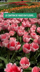 Voici à quoi ressemblera le Canton de Vaud ces prochains mois… 🌷🌸 De mars à octobre, le Canton de Vaud se transforme en un véritable paradis des fleurs 🌼 Explorez les plus beaux lieux vaudois où admirer des champs de fleurs colorés, et laissez-vous charmer par la beauté unique de ces paysages bucoliques. 📍 La Fête de la Tulipe - Morges 📅 28 mars au 11 mai 2025 📍 Les cerisiers et magnolias - Arboretum du Vallon de l’Aubonne 📅 mi-mars à mi-avril 2025 📍 Les narcisses - Montreux 📅 fin avril