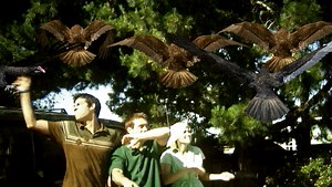 RiffTrax is bringing Birdemic: Shock and Terror to theaters for festive October soul-hurt (and jokes)!