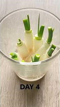 Grow Green Onions/Scallions from cuttings. No soil required. Tips in Description