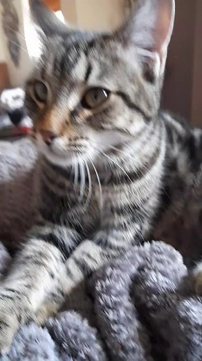 Adorable Grey Tabby Cat Compilation | Stumpy, Stripes & More!