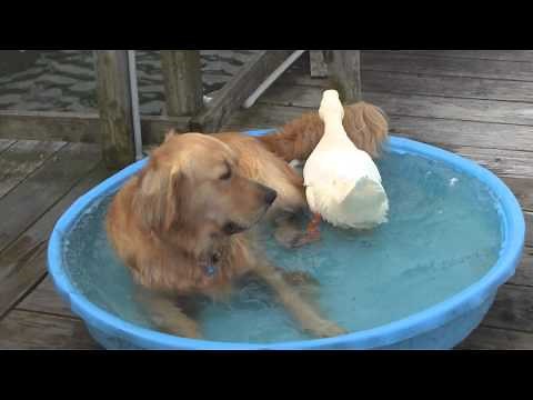 The Story Of Duck And Dog