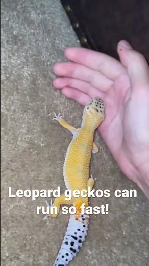 Leopard gecko running