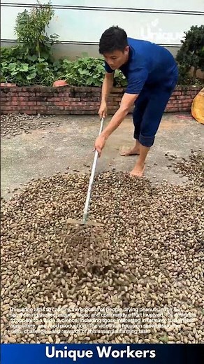 Drying peanuts in the sun: a traditional farming method