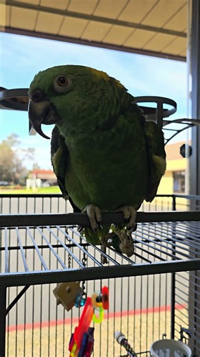 02 08 2026 tweets yellow naped amazon bird video1