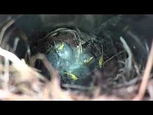 Humane Bird Removal