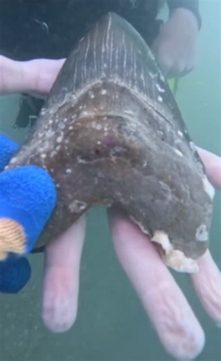 See it: Rare and ancient megalodon shark tooth found by teen in ocean off Florida Keys