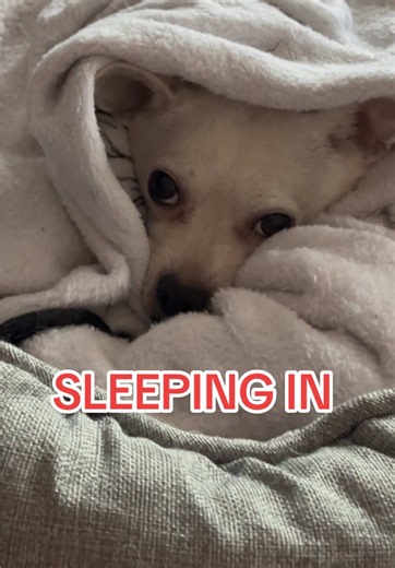 Yes, the “remodelers” are back on a Saturday and drilling away since 8am on the never-ending apartment that never seems to get fully remodeled. Calgon, take me away! #fyp #dogsoftiktok #dog #chihuahua #chihuahuasoftiktok