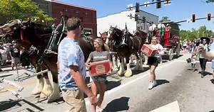 26K views · 414 reactions | Reliving the magic that was the Budweiser Clydesdales in Lexington! ✨ | Town of Lexington, SC | Facebook