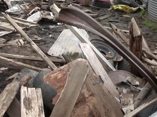 Rubbish Rat Eradication Techniques with Mink and Dogs