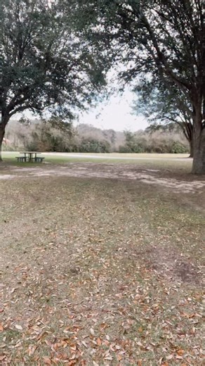 The difference in sizes can be SHOCKING! 😅😂 The puppy on the left is a BIG Medium F1 English Goldendoodle and the puppy on the right is a TINY small English Goldendoodle! Which size do you prefer?? | Smeraglia's Teddy Bear Goldendoodles & Schnoodles