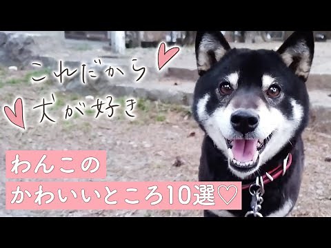 「これだから犬が好き♡」わんこたちの可愛いところ10選【PECO】