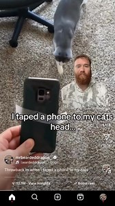 First cat in the NBA? #basketball #cat | Mrbeardeddragon