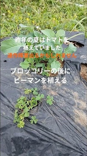 手抜き栽培・根っこは抜かずに楽して植付け！ピーマンは自根苗です！家庭菜園
