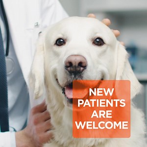 Don’t wait weeks to see a vet. Walk into VIP Petcare® and see a vet with no appointment. Now Taking New Patients. https://bddy.me/3GczHzX | VIP Petcare