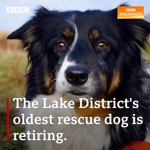 Skye has been a mountain rescue dog for 11 years. Now she's earned her retirement 🐶 | BBC Breakfast