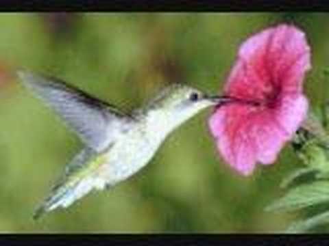 el colibri y la flor