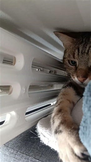 #cute Il joue à la cache-cache 🥰🥰🥰He is playing hide-and-seek