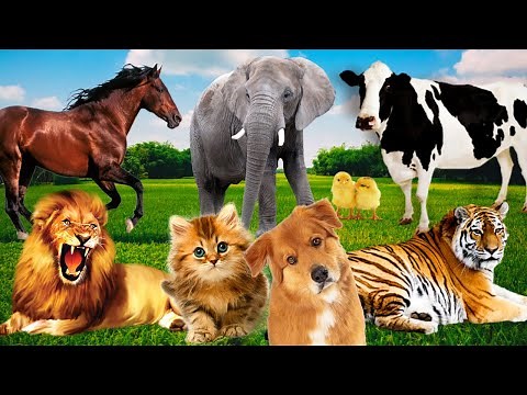 Wildlife sounds in animal universe: elephants, cows, lions, cats, dogs, tigers...