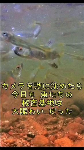 今日は鯉たちが遠慮して近寄ってきませんでした。水が汚れなくて良かったです。#Underwater photography #riverfish #nature # #水中撮影#川#癒し#水中写真#自然