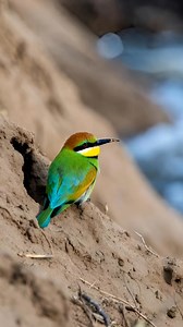 Rainbow Bee-Eater & Sandy Bank 📢 Note: This footage and soundscape were created with the assistance of AI technology to bring you maximum serenity. #birds #birdsounds #birdlovers #birdwatching #cutebirds #wildbirds #birdlife #birdsong #naturelovers #naturesounds #naturephotography #naturelovers #relaxingbirdsounds #forestbirds #calmingnature #soothingbirdsounds #viral #reels #shorts #viralvideo #love #viralpost #trending #fyp #fypシ #fypシ゚viral #foryou #foryoupageシforyou | Natura Sense