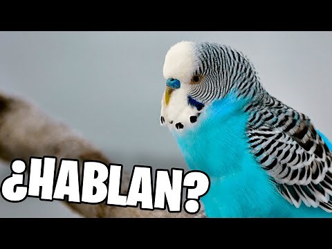 ¿PERIQUITOS HABLANDO? | Rincon Animal