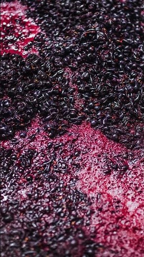 CHEMISTRY BEHIND WINE || PROCESS OF WINE MAKING || FERMENTATION || #virla #shorts #trending