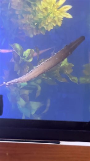 a little bit of growth. #alligatorgar #alligatorgaroftiktok #alligatorgarfish