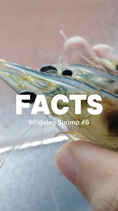 🐟🔍 Did you know? White shrimp (Litopenaeus vannamei) are game-changers in aquaculture! 🌊 Fast-growing, adaptable, and packed with protein, they thrive in various environments, making them a top choice for farmers and seafood lovers alike! 🍤✨ Watch to discover more amazing facts about these incredible shrimp and why they’re a staple in sustainable aquaculture. Contact us now at 60163764369 or sales@ras-aquaculture.com⁠ #aquacultured #sustainableaquaculture #urbanfarmer #urbanfarmhouse #recirc