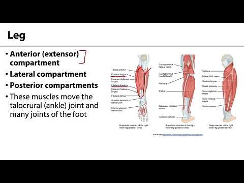Lower Limb - Muscle Compartments