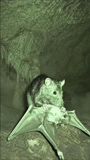 This Rat Hunts Bats Out of the Air. Every Single Night.