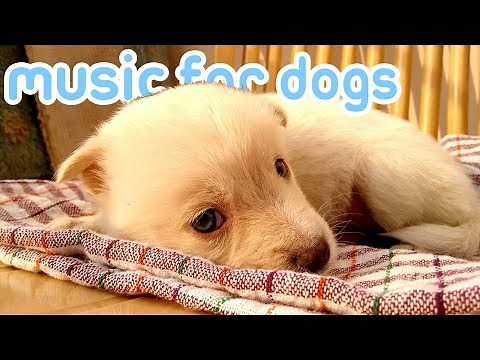 15 HOURS of Soothing Anxiety Music for Dogs and Puppies! 🐕💤