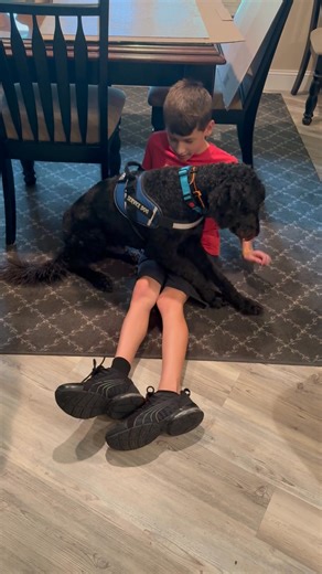 Watch EZRA perform his service dog task "ON ME" when Milo commands. This is pressure therapy, essential for minimizing panic attacks, autism episodes, and stress overload, helping to guide Milo to calm so the day is not interrupted. Great team working together! | Canine Angels Service Dogs