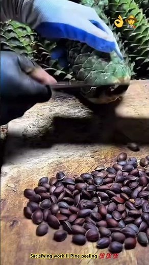How to getting seeds pine cone