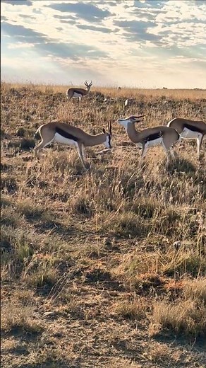 Springbok: South Africa’s National Animal