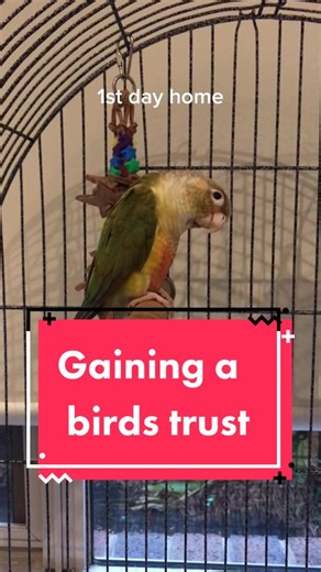 Green Cheek Conure Training Progress: 2 Months Update