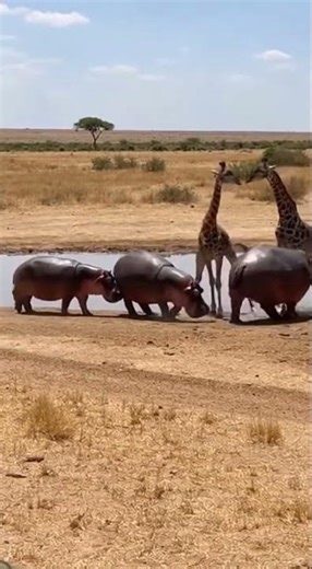 Hippos vs Giraffes… This Was Unexpected 🦛🦒🔥#viral #wildlife