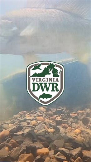 Dun dun… dun dun… Watch one determined smallmouth guarding thousands of eggs beneath the surface. 🐟 Did you know smallmouth bass can lay 2,000–15,000 eggs depending on their size? Our females weighed about 2 pounds on average at the beginning of the spawn, laying eggs in 62 nests at the Front Royal Hatchery. If you haven’t submitted your guess in our contest yet for the total number of smallmouth raised, what are you waiting for? Head to our pinned post and drop your number. Good luck! | Virgin