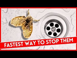 Easy Ways to Eliminate Drain Flies in Bathroom (Quick Methods)