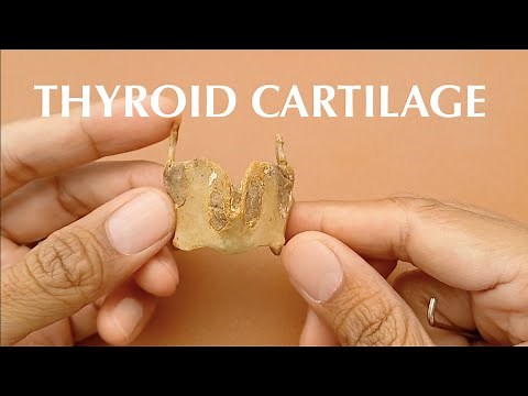 Thyroid Cartilage