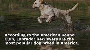 Beagador: everything about this mixed breed