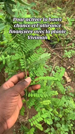 Pour activer la haute chance et l'attirance financière avec la plante Viviman #bienetre | Mieux Vivre Officiel