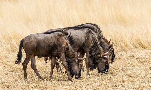 11 Things Wildebeest Like to Eat (Diet & Facts)