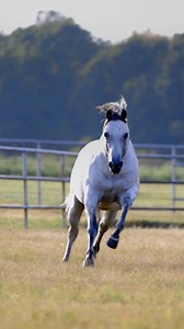 Dun It For Whizkey🥃 is our next 2026 & 2027 100X Stakes Invitational enrolled stallion!! Thank you Cardinal Hill Training Center LLC for enrolling this stunning stallion into the 100X Shows programs! | 100X Shows
