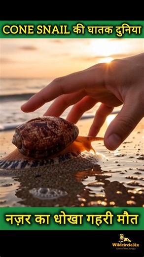 Cone Snail की घातक दुनिया #conesnail #animals #wildcircle31x #shots #short