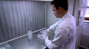 Inoculation Strategies to Infect Plant Roots with Soil-Borne Microorganisms