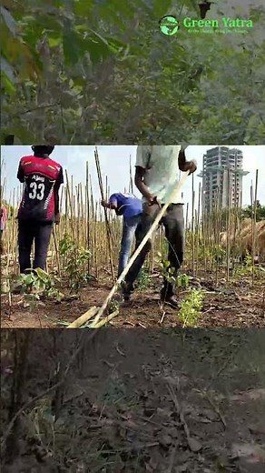 Miyawaki Plantation Process Timelapse - #greenyatra