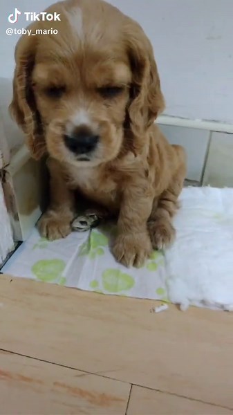 crees que soy feo???? házmelo saber 😓#perrostiktokers #viralvibes #mascot #mexico #colombia #peludos #cockerspaniel