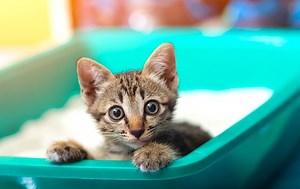 Why Is My Cat Eating Litter? Understanding the Causes and Solutions - Petful